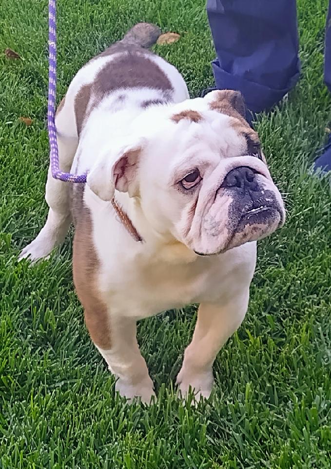 Maury Povich English Bulldog