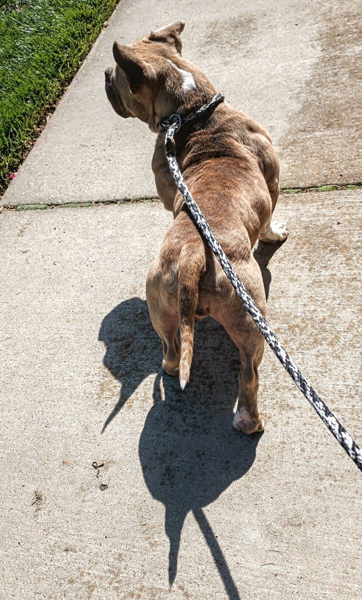 Cricket Bulldog Mix