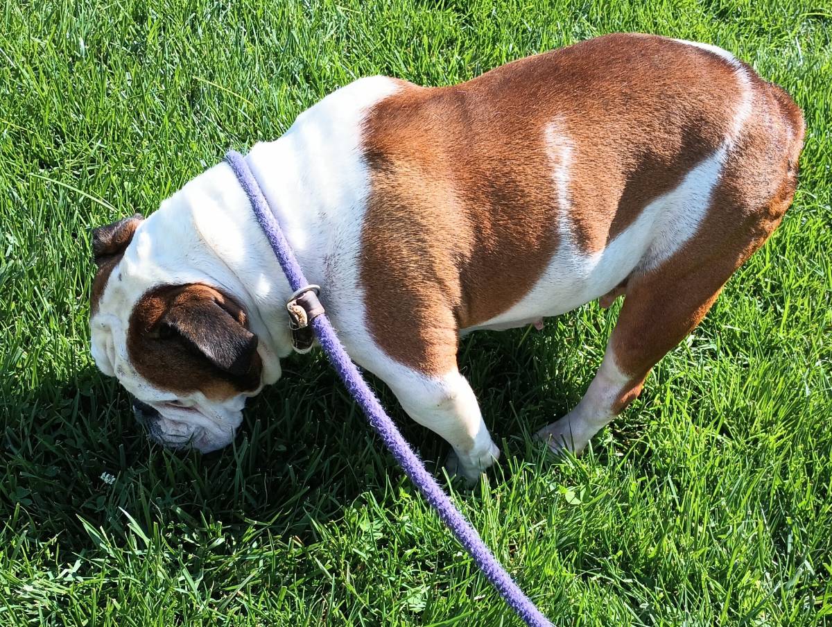 Penny English Bulldog