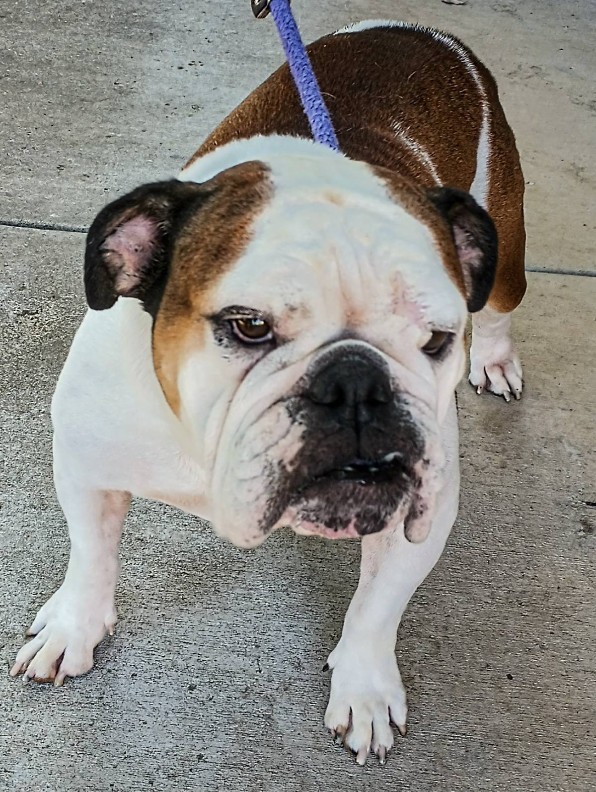 Penny English Bulldog