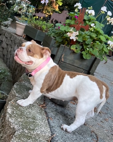 Coco English Bulldog