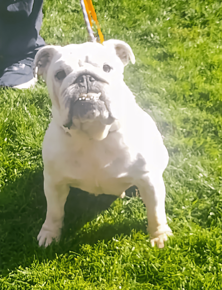 Snow English Bulldog