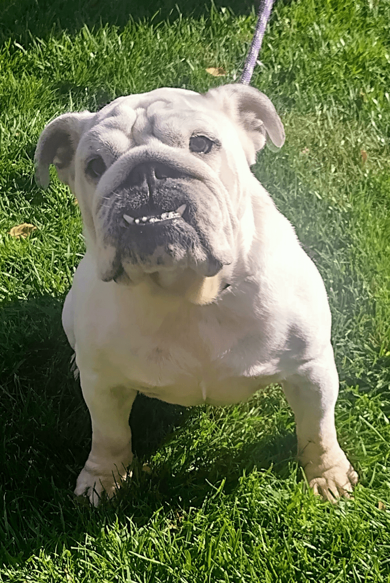 Snow English Bulldog