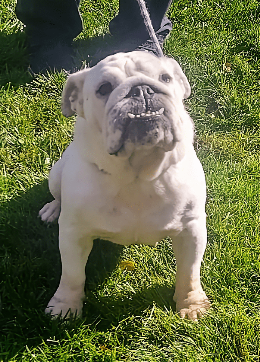 Snow English Bulldog