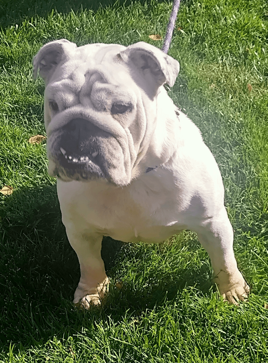 Snow English Bulldog