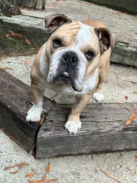 Takito English Bulldog