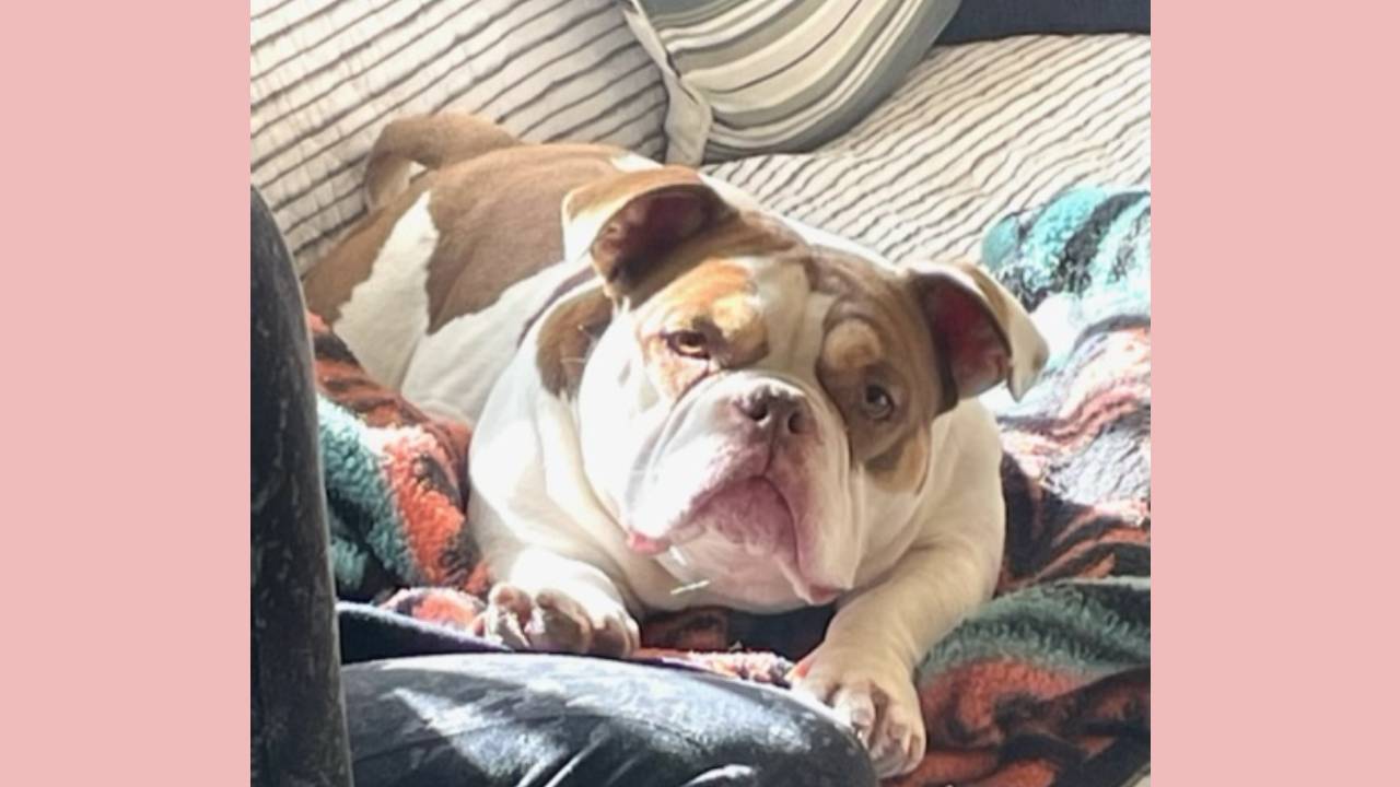 Coco English Bulldog