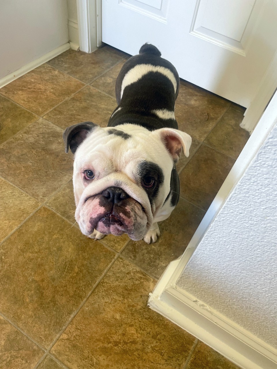 Frank English Bulldog