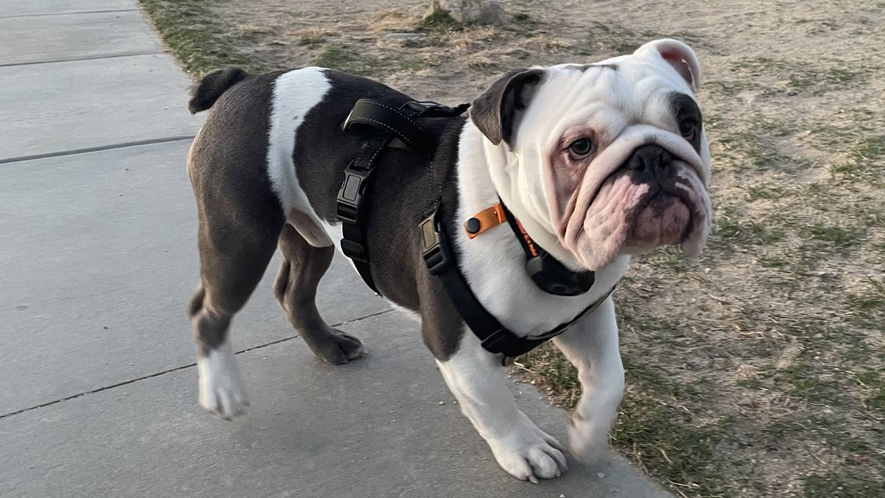 Frank English Bulldog