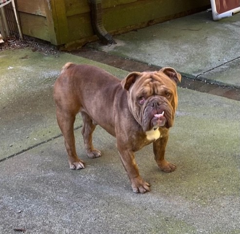 Humphrey English Bulldog