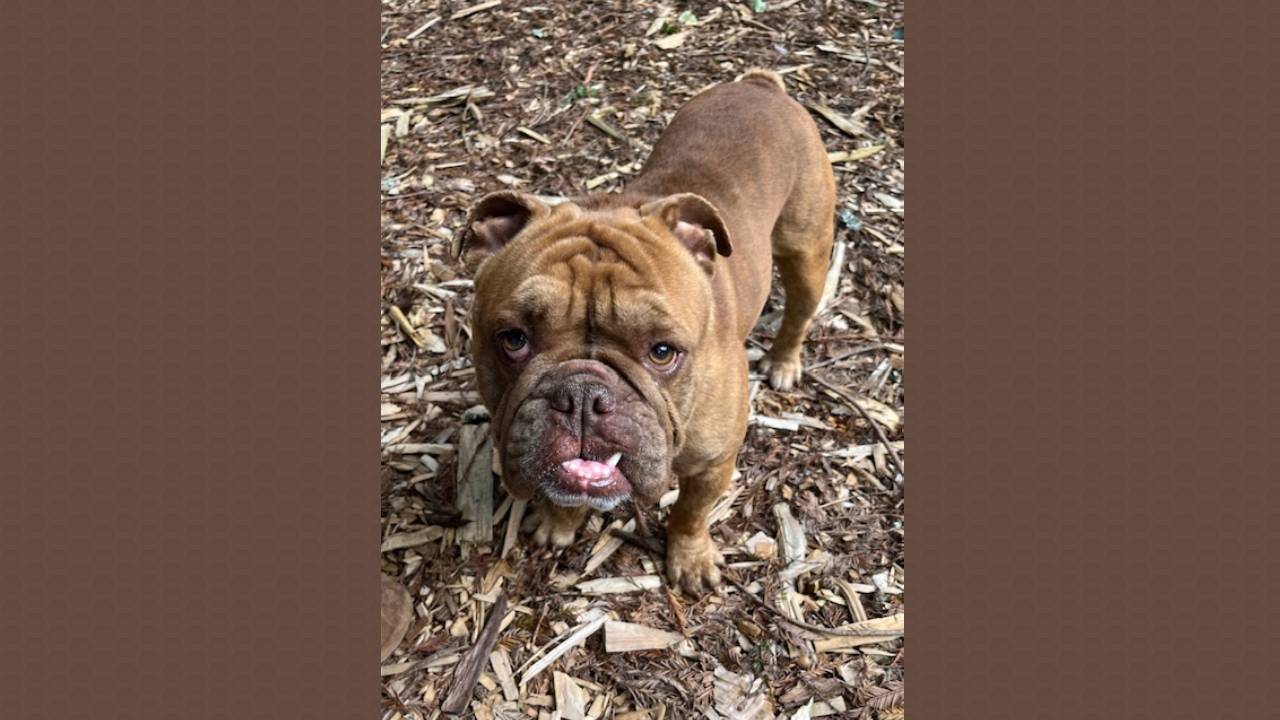Humphrey English Bulldog
