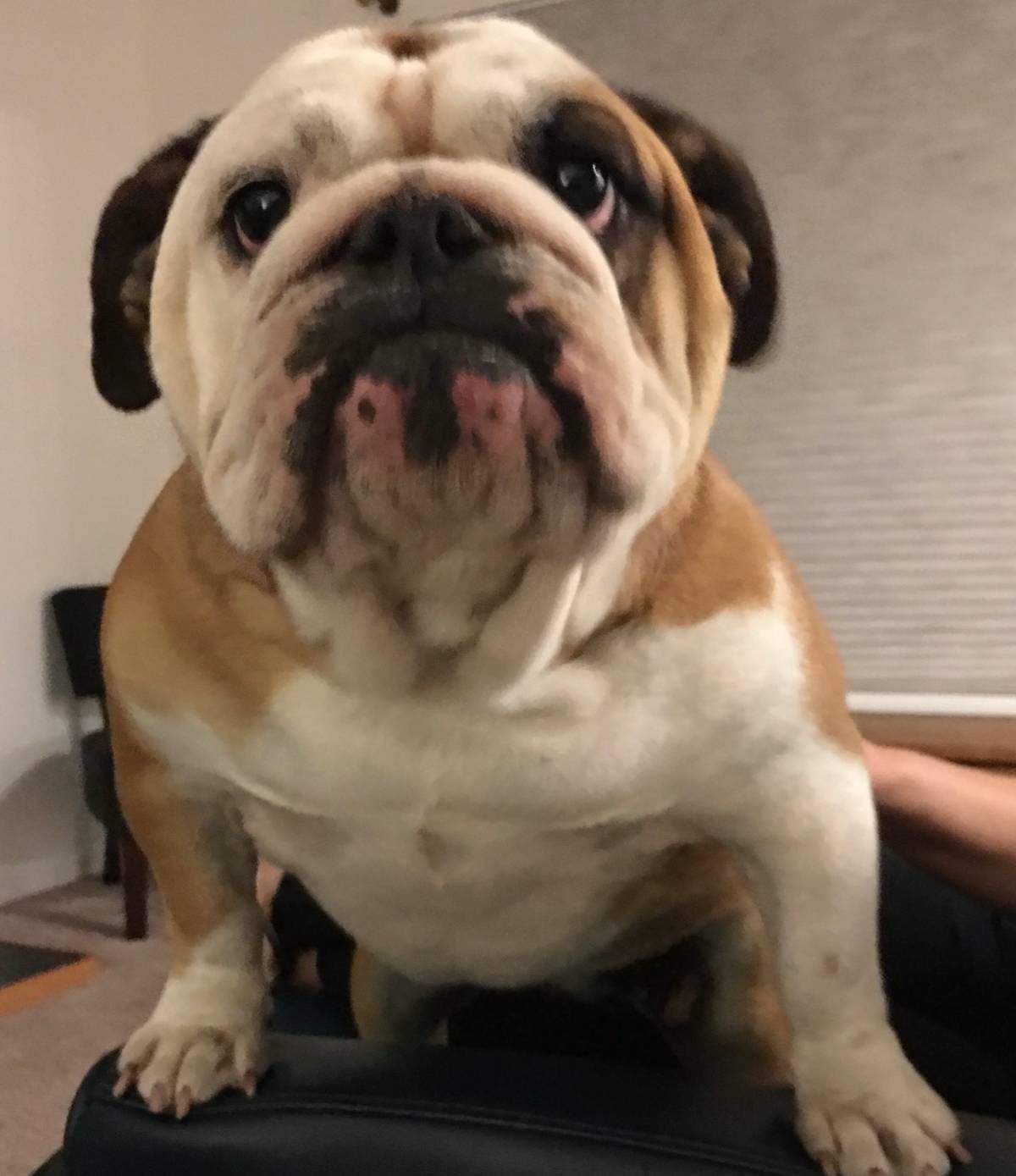 Lola English Bulldog