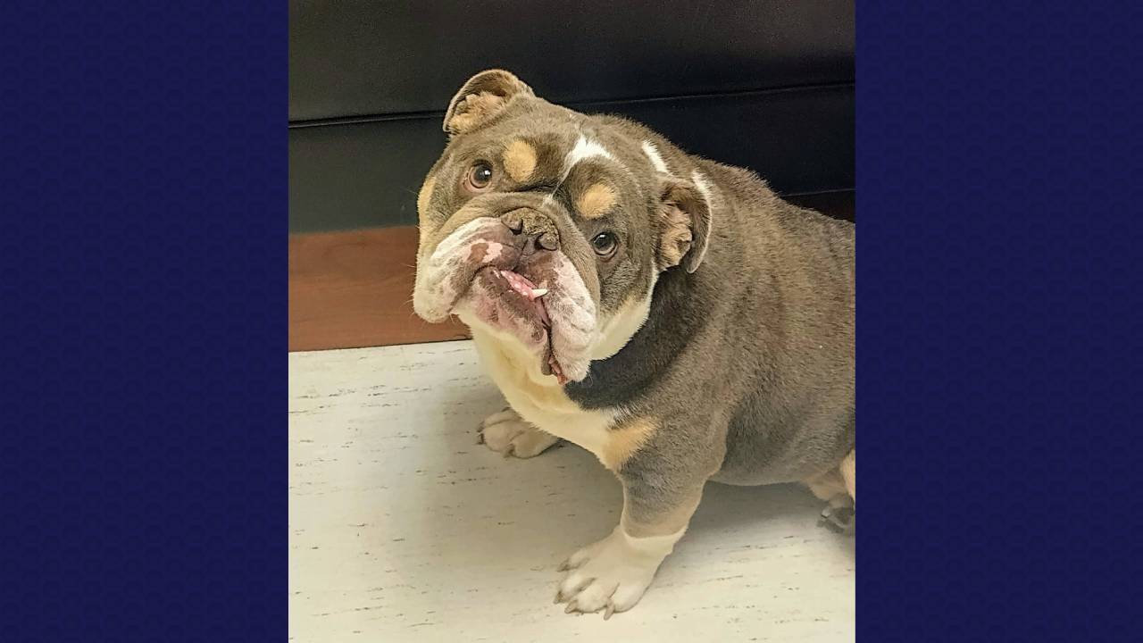 Bentley English Bulldog