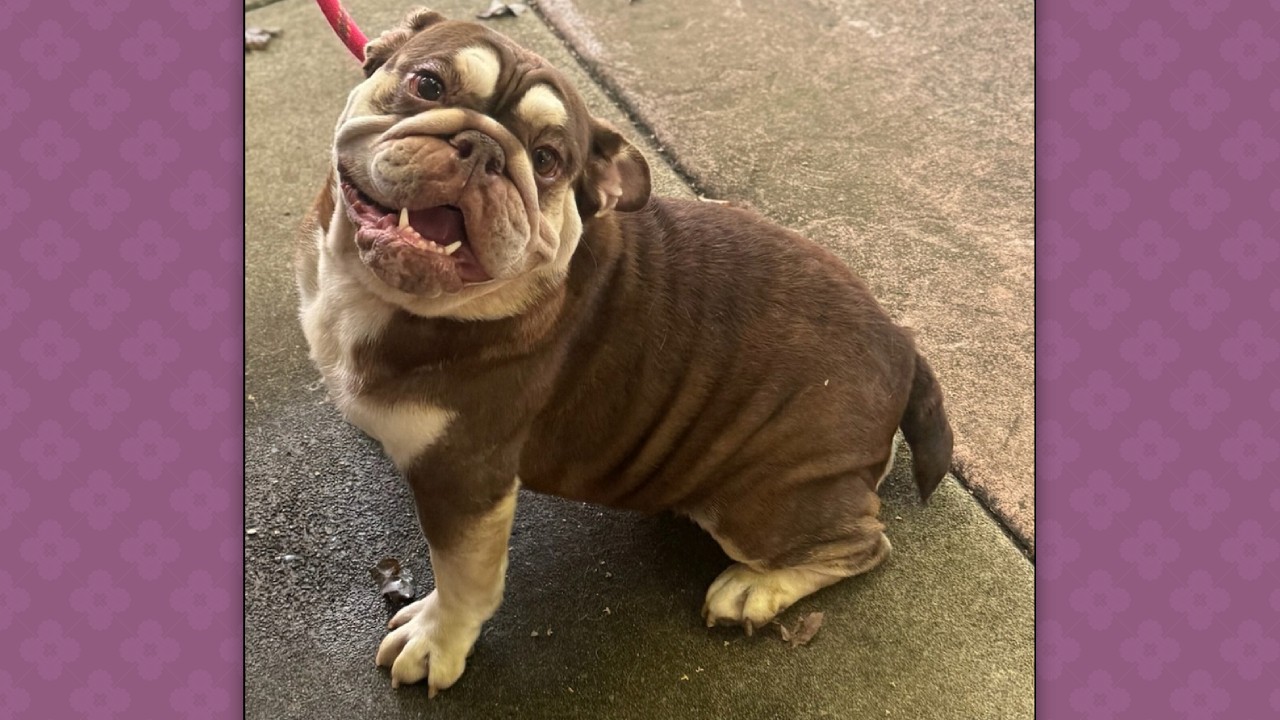 Elizabeth NorCal English Bulldog Rescue