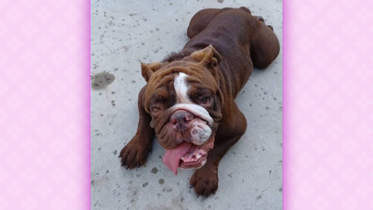 Ursula English Bulldog