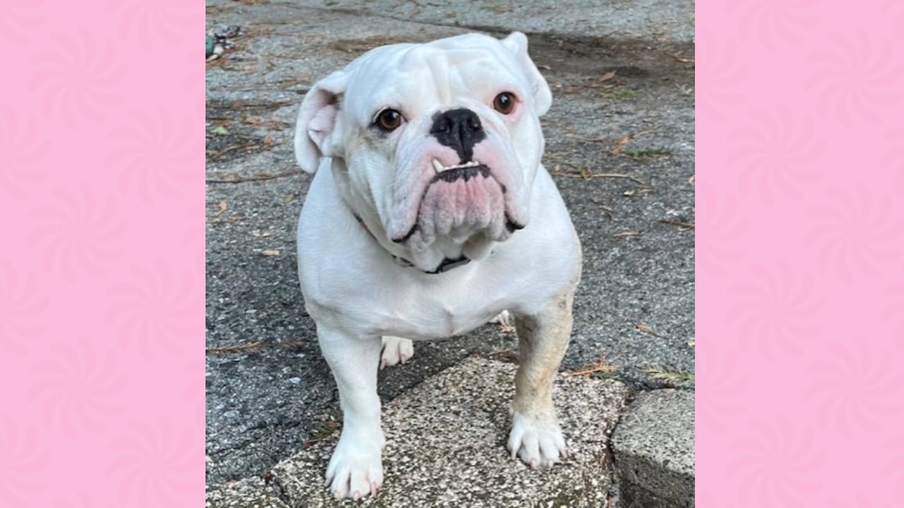 Tishie English Bulldog