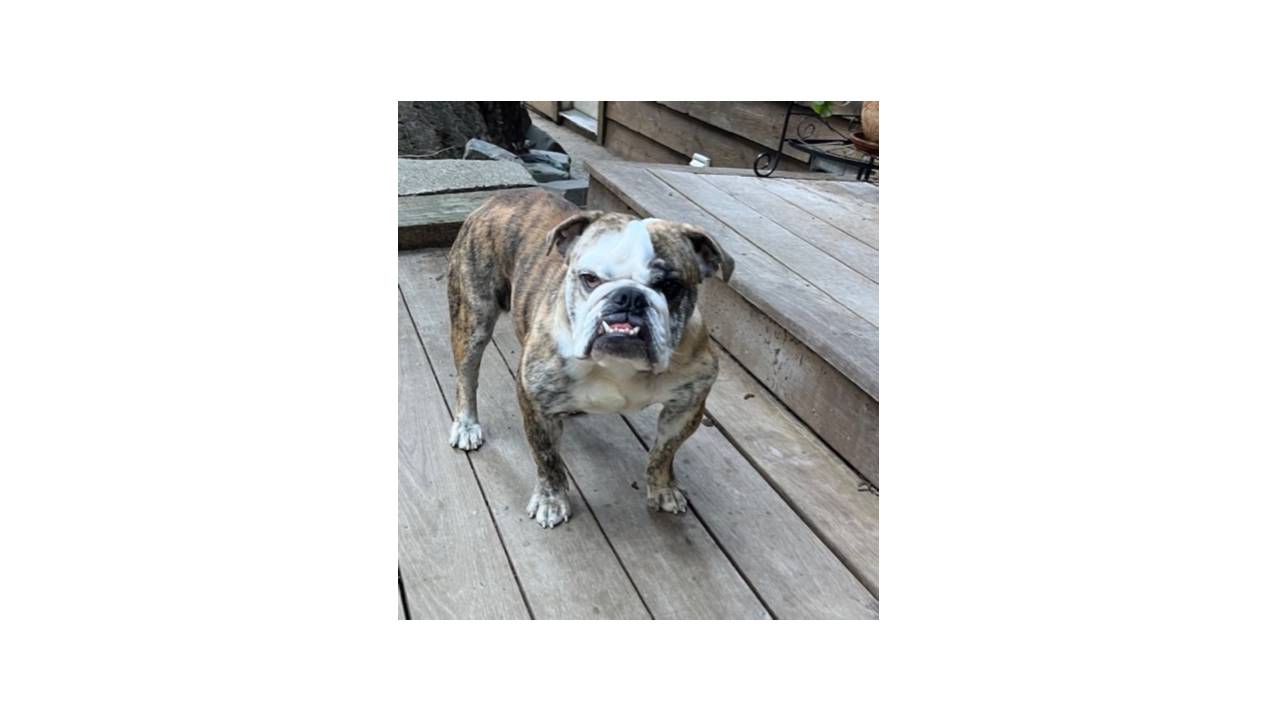 Shorti English Bulldog