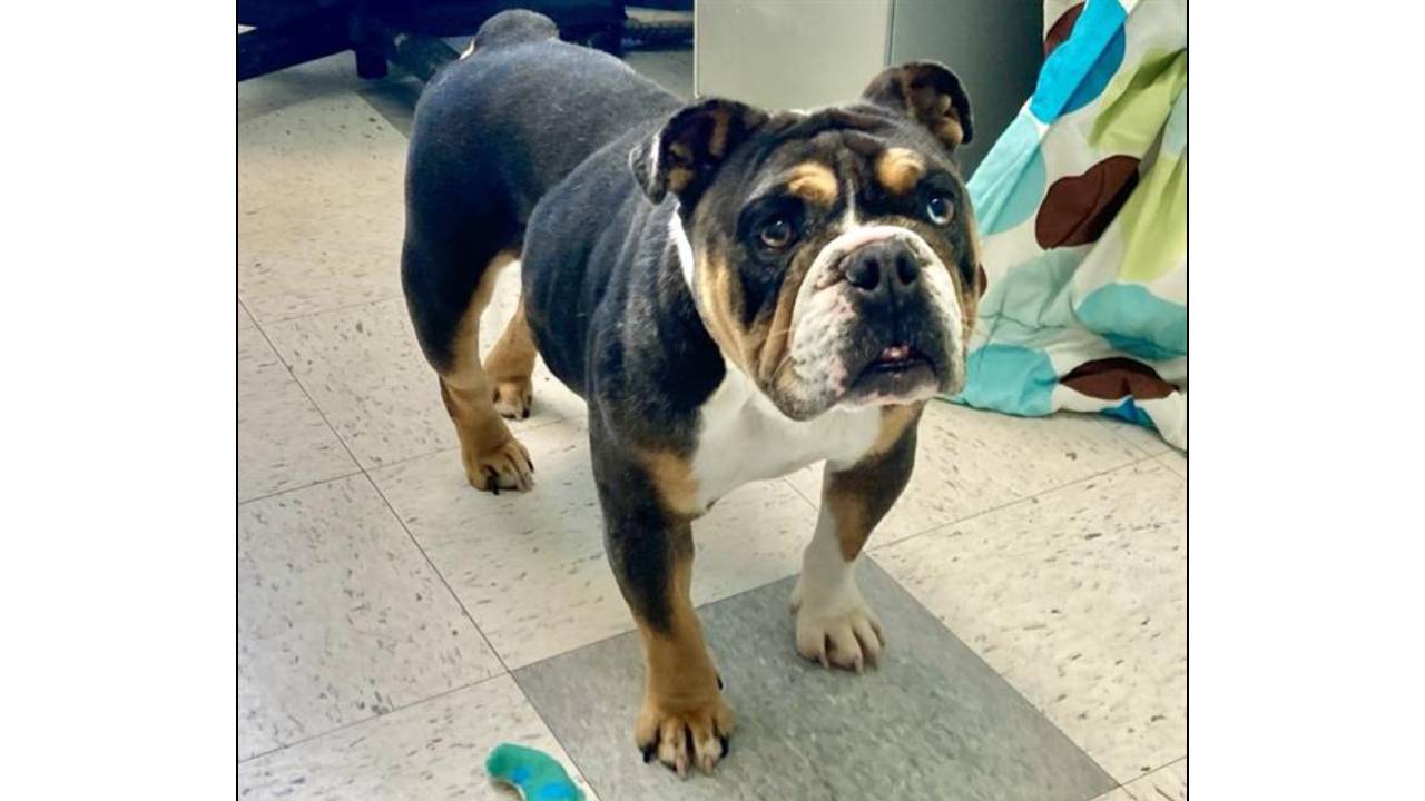 Sunshine English Bulldog