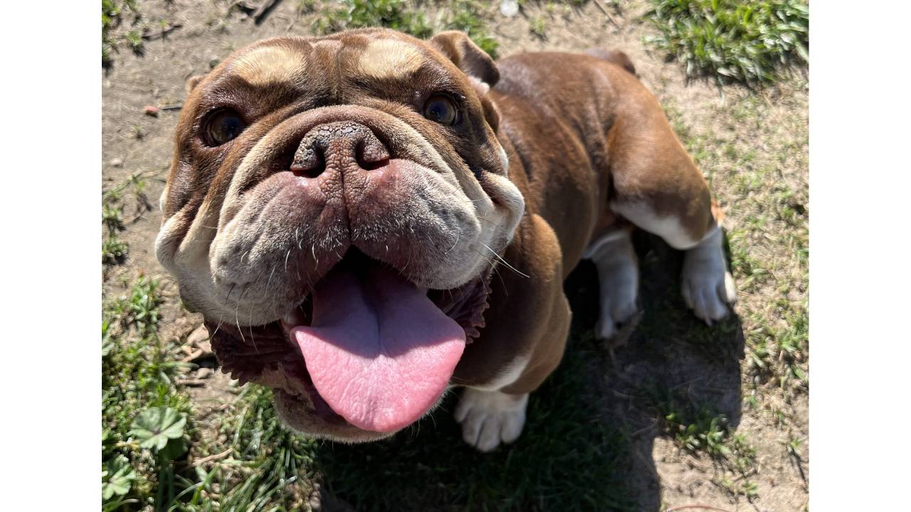 Darla English Bulldog