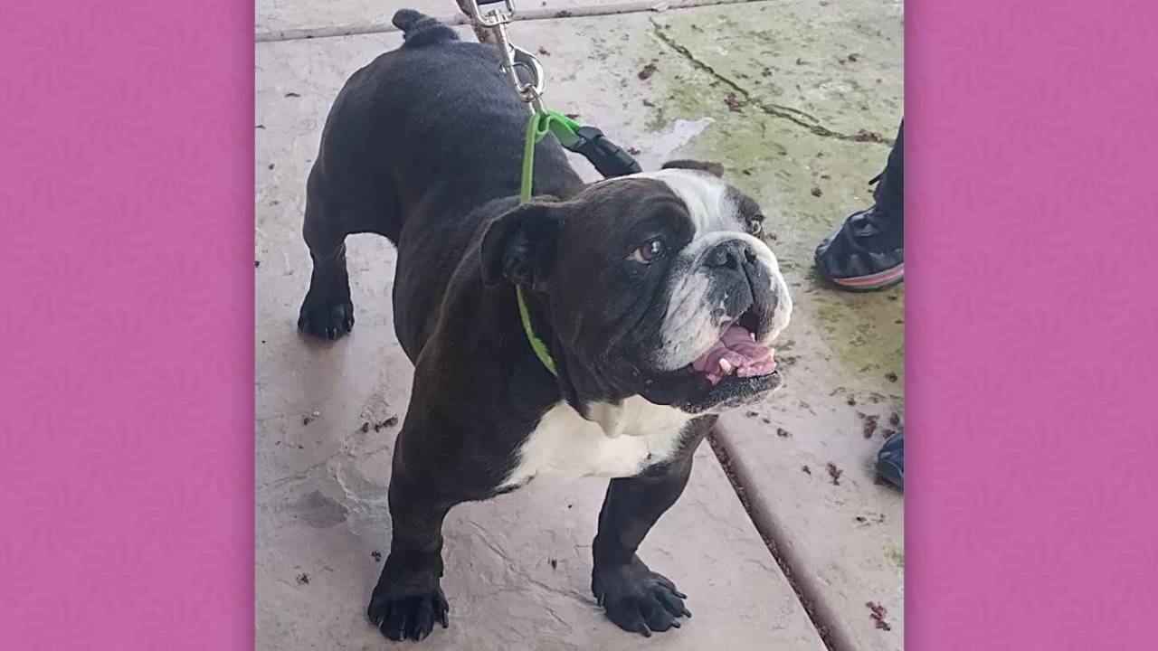 Charlotte English Bulldog