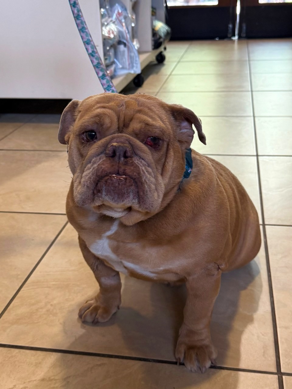 Beanie English Bulldog 2 Beanie English Bulldog