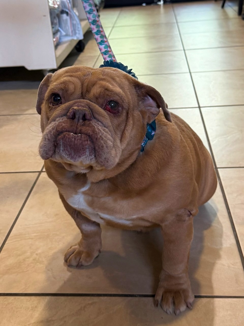 Beanie English Bulldog 3 Beanie English Bulldog