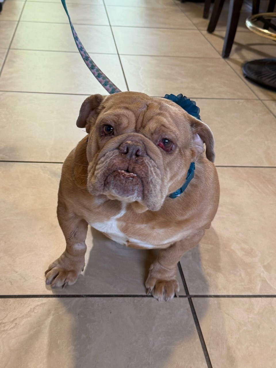 Beanie English Bulldog 4 Beanie English Bulldog