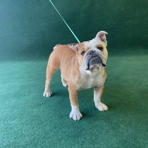 Betty English Bulldog Betty English Bulldog