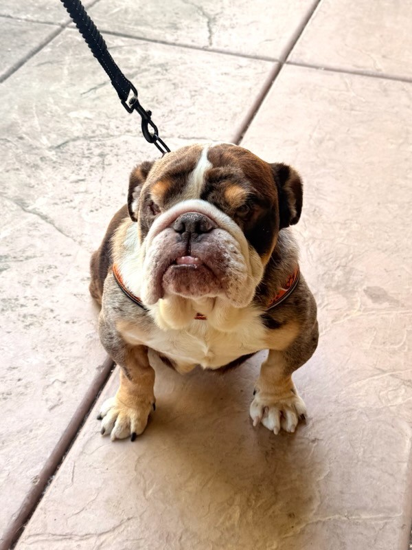 Nono English Bulldog