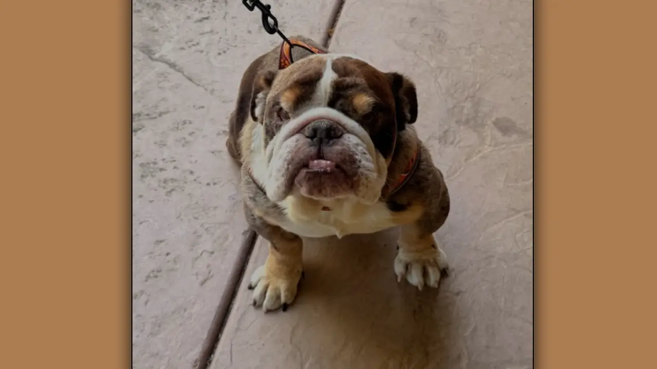 Nono English Bulldog