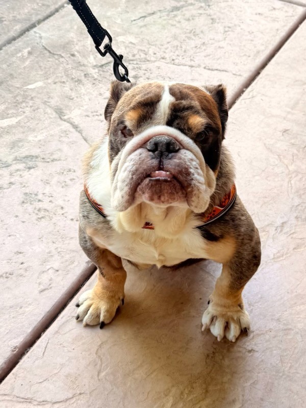 Nono English Bulldog