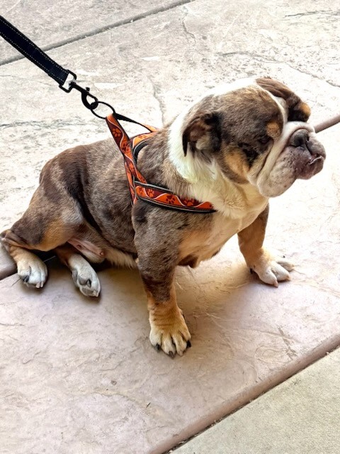 Nono English Bulldog