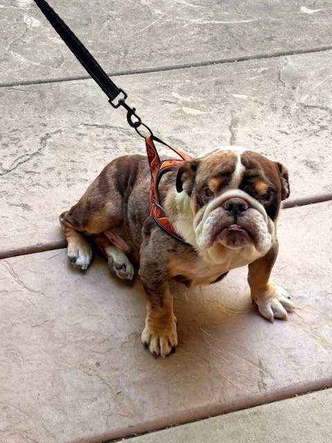 Nono English Bulldog