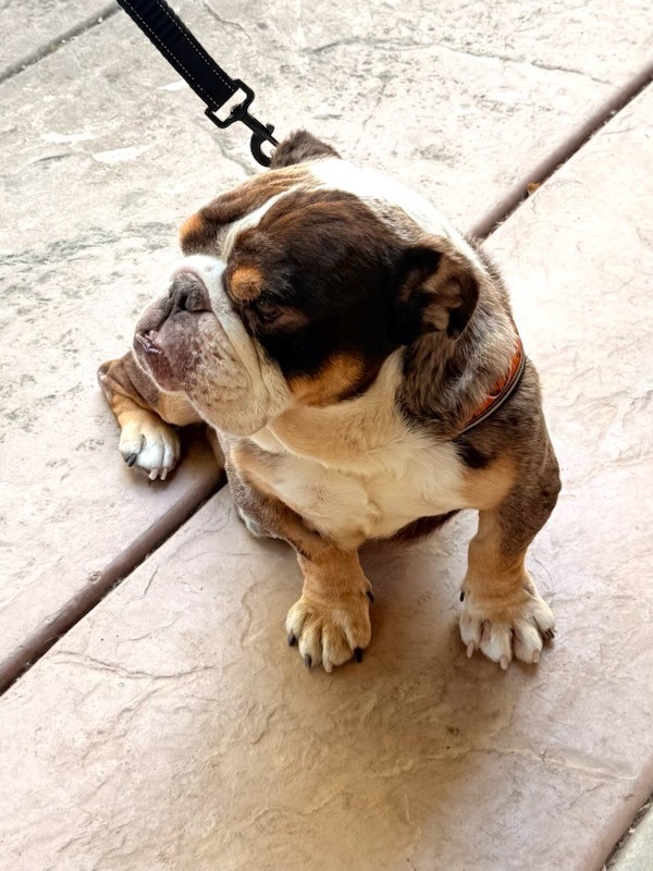 Nono English Bulldog