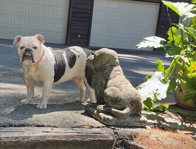 Bessie English Bulldog