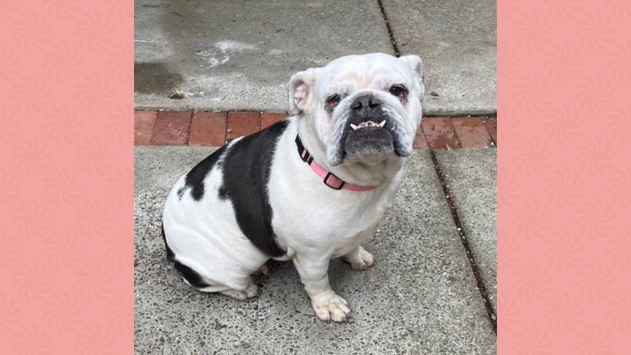 Bessie English Bulldog
