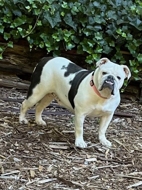 Bessie English Bulldog