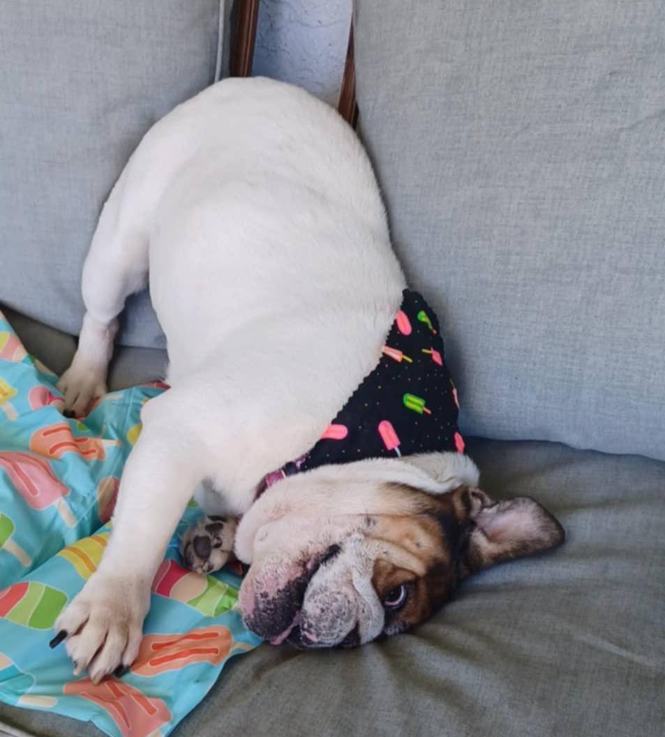Lady Marmalai English Bulldog
