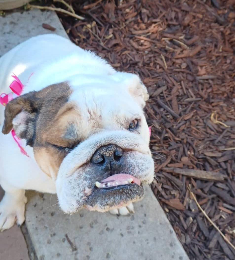 Lady Marmalai English Bulldog