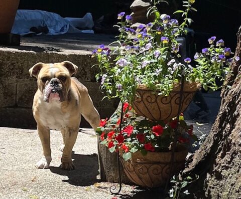 Robbie Ray - NorCal English Bulldog Rescue