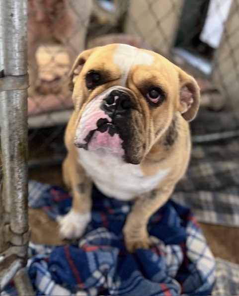 Robbie English Bulldog