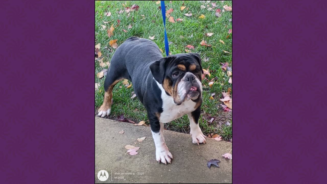 Cookie English Bulldog