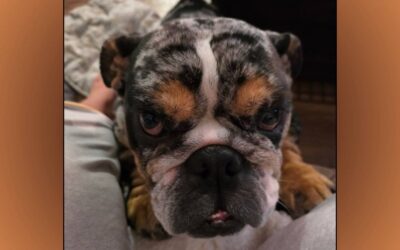 Handsome Courtesy Post