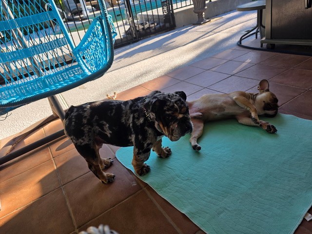 Handsome English Bulldog