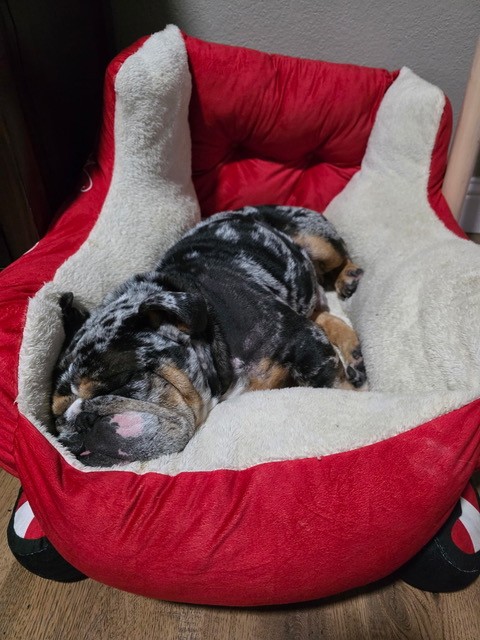 Handsome English Bulldog