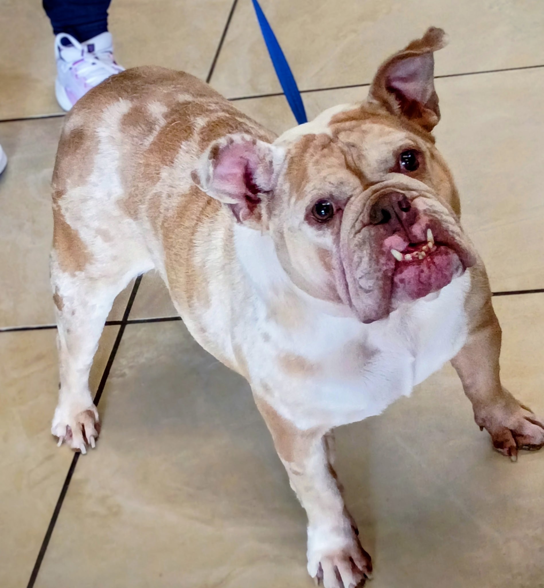 Peaches English Bulldog