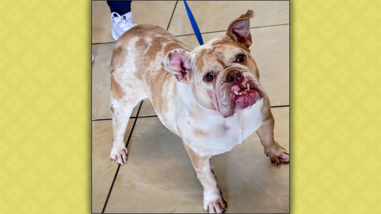 Peaches English Bulldog