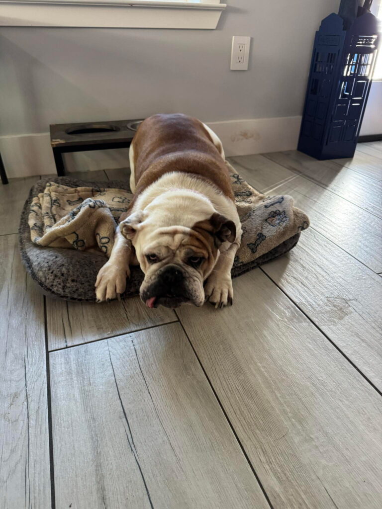 Cece Bulldog Courtesy