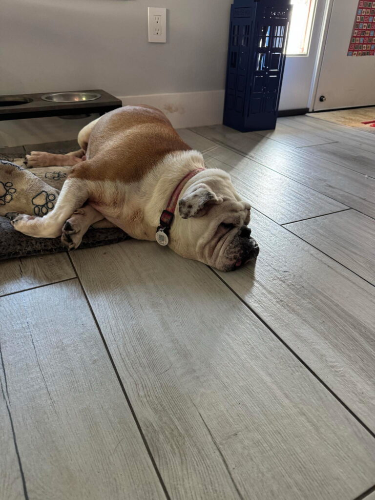 Cece Bulldog Courtesy 