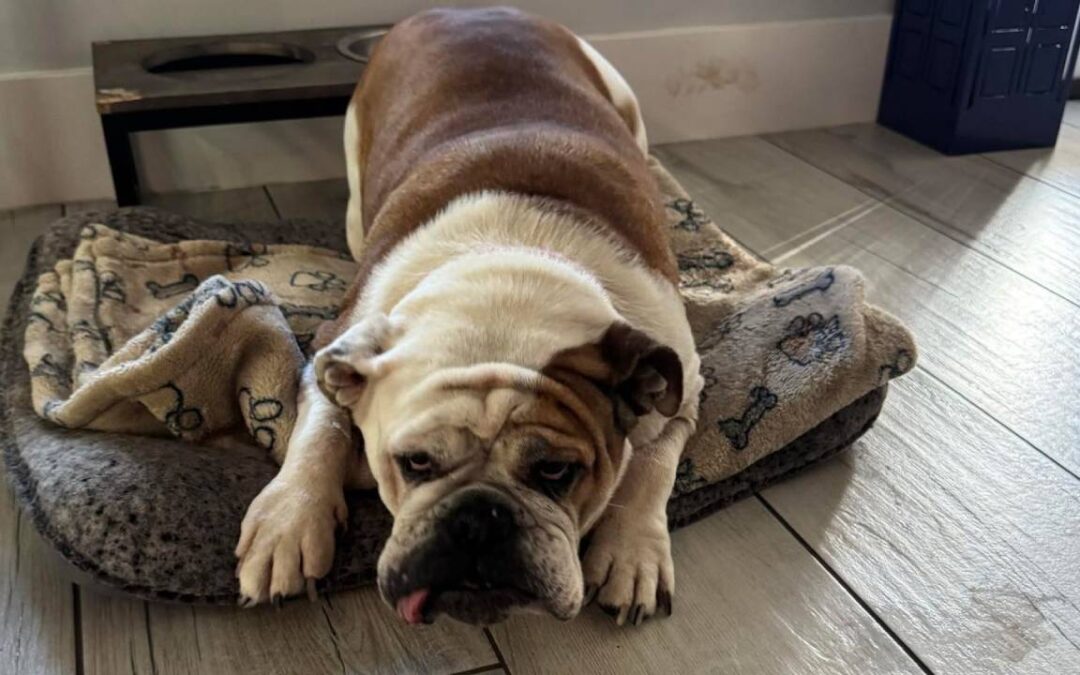 Cece – Courtesy Post